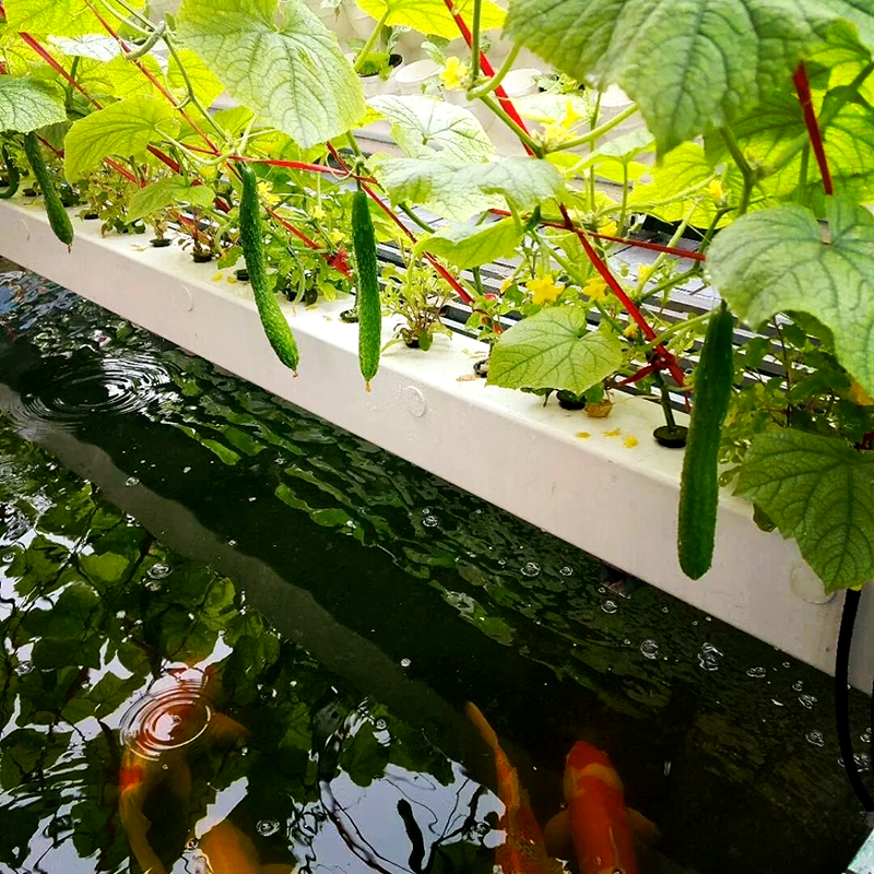 天门市水培设备鱼菜共生 - 价格