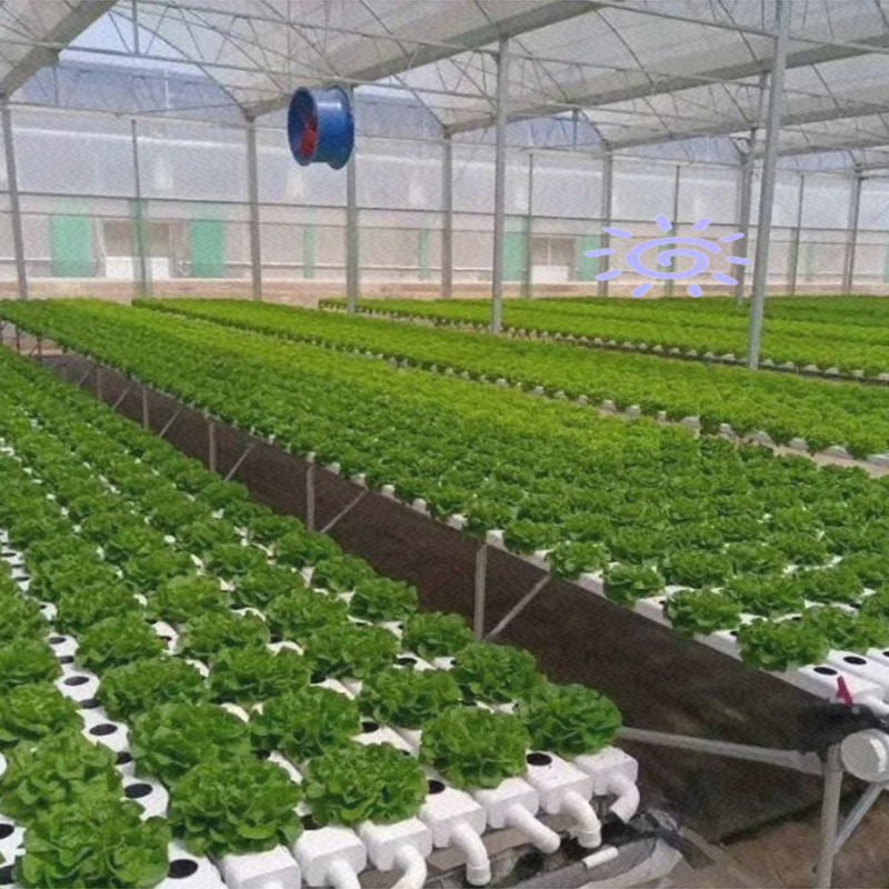 天门市玻璃大棚水培蔬菜 - 价格